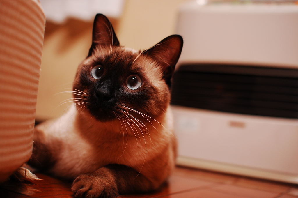 ストーブの番猫