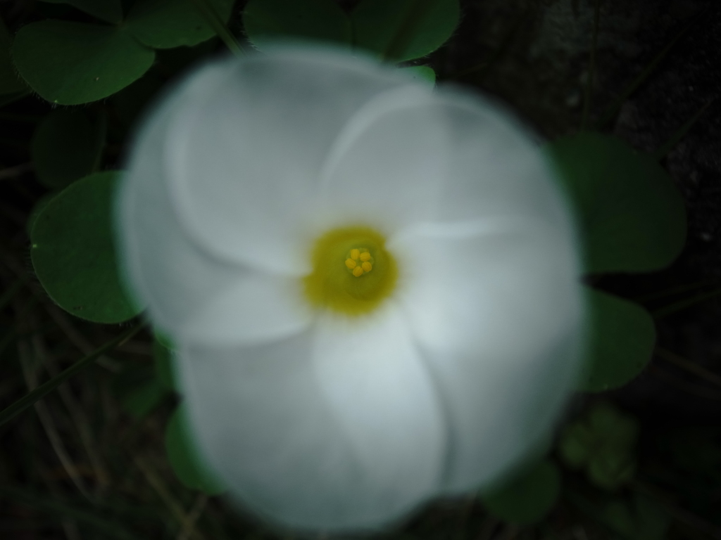 silky petal