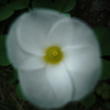 silky petal