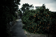 orange road