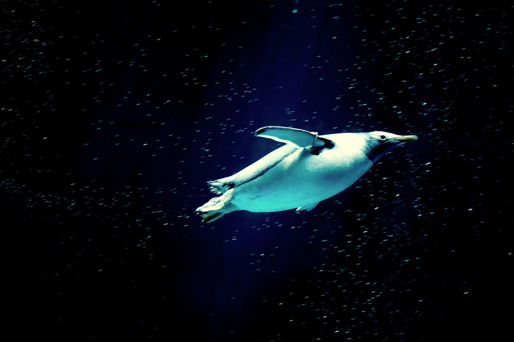 fly me to the moon