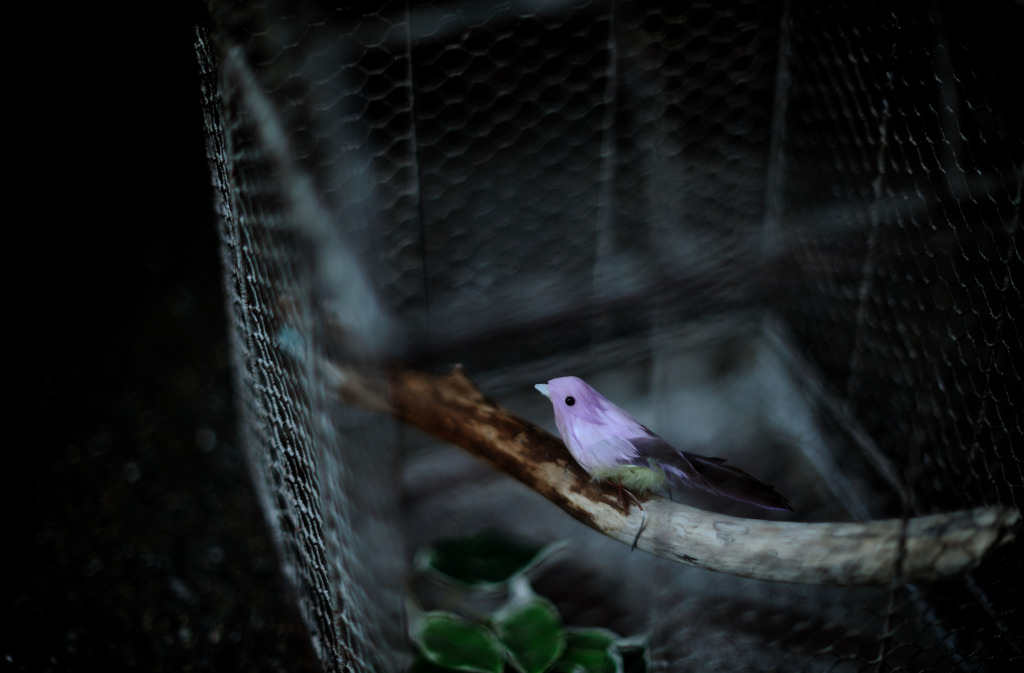 caged bird