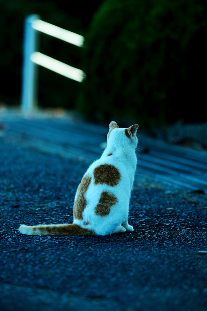 アートな背中