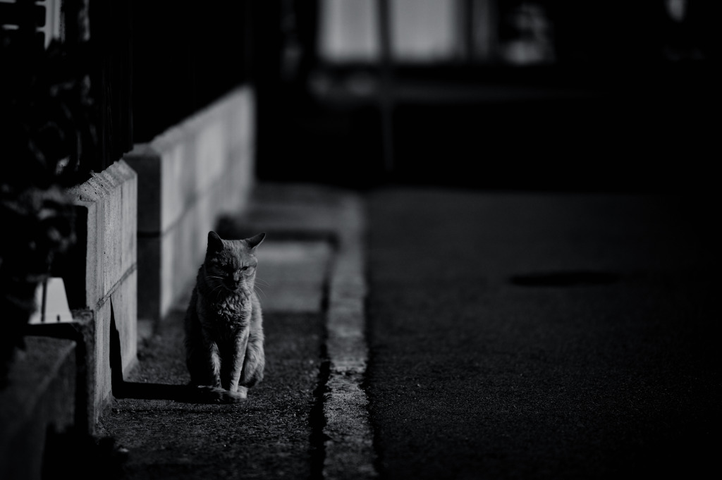 stray cat