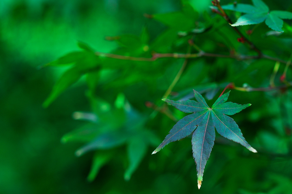 未紅葉