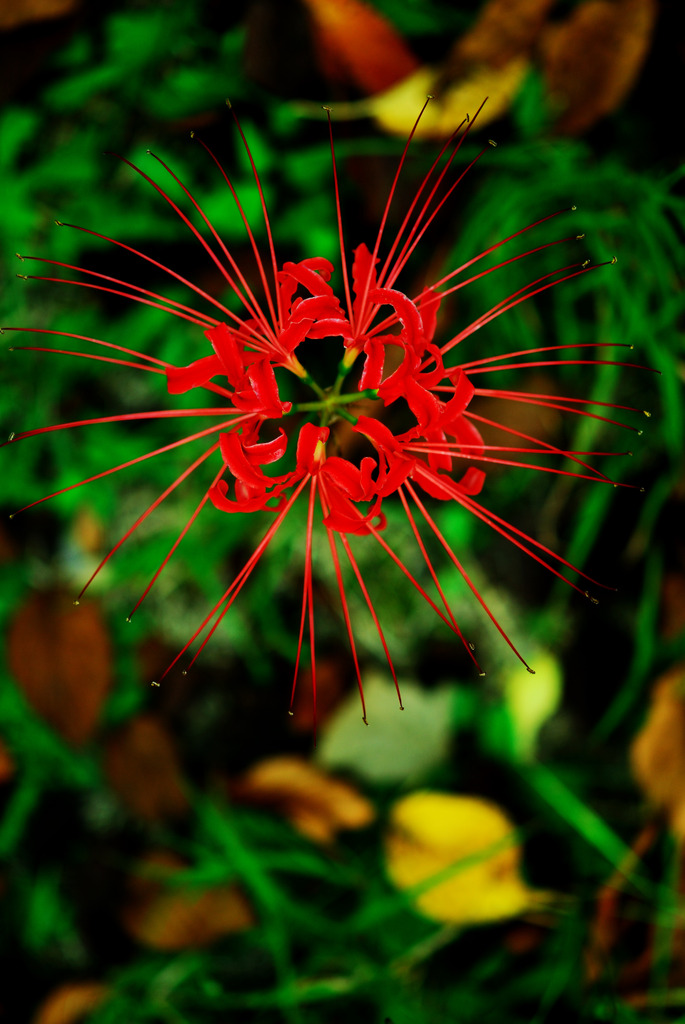 Flower Works