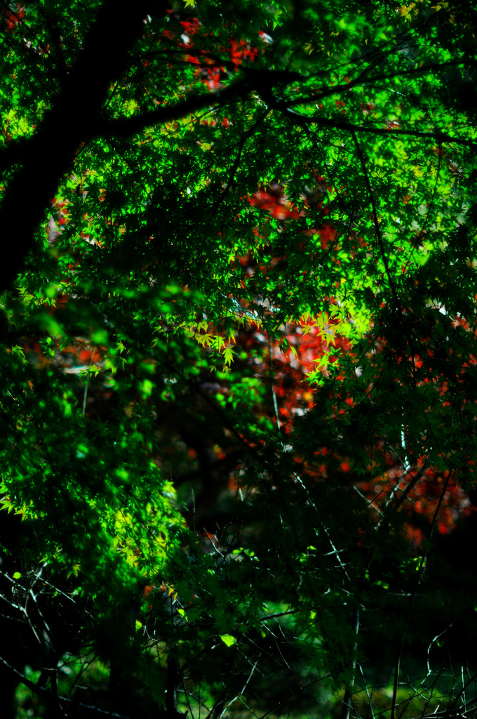 f1.2