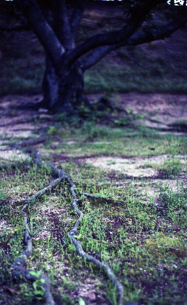 tentacles