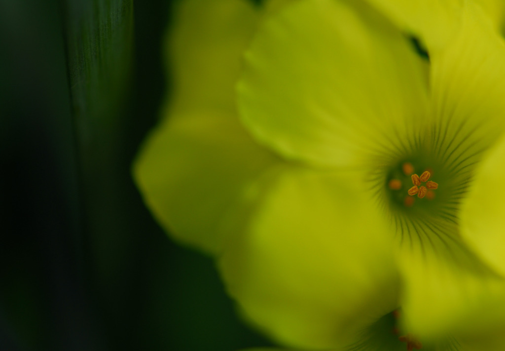路傍に咲く花