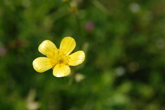 小さな花