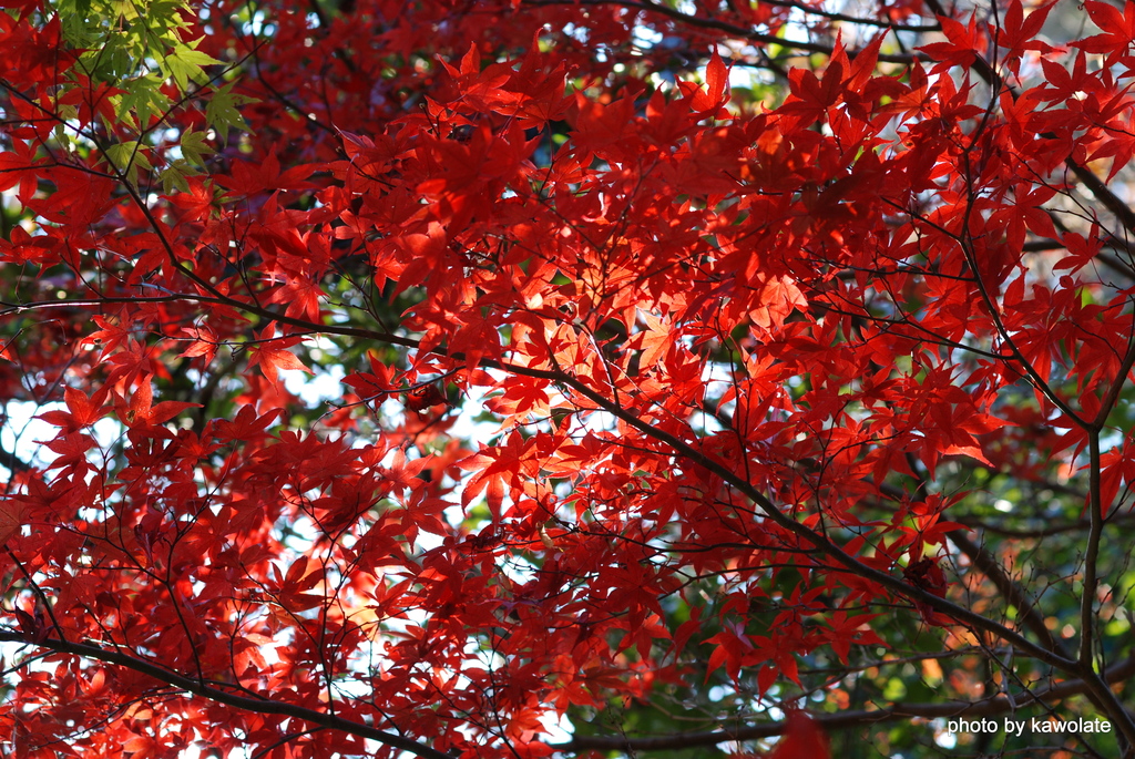 紅葉