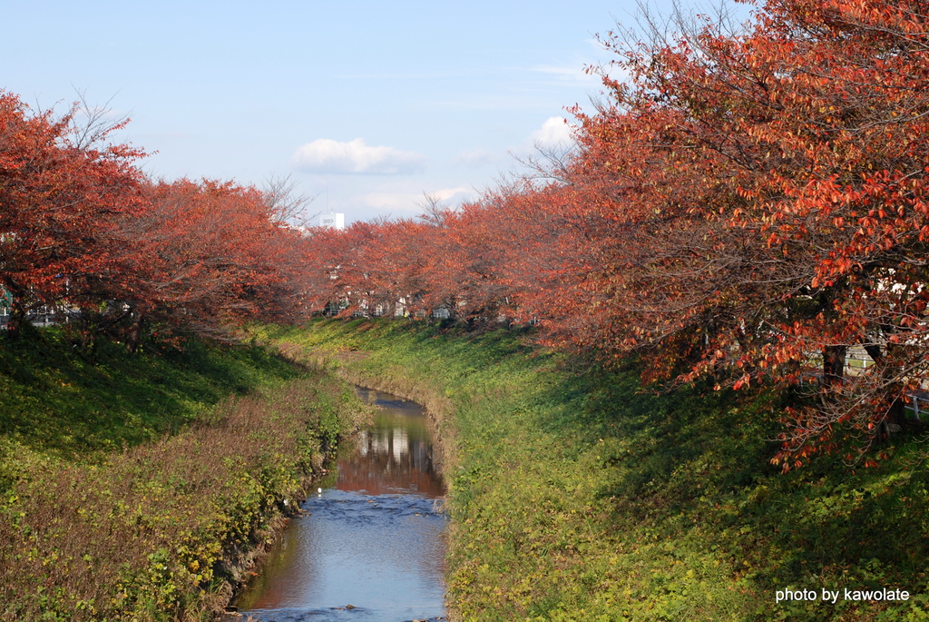 桜の紅葉