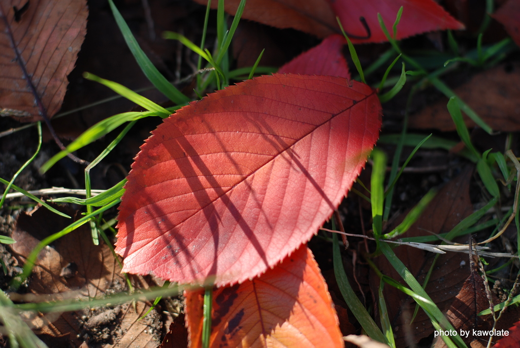 桜の紅葉