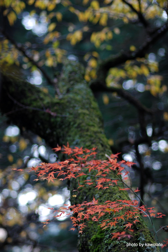 紅葉