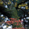 紅葉