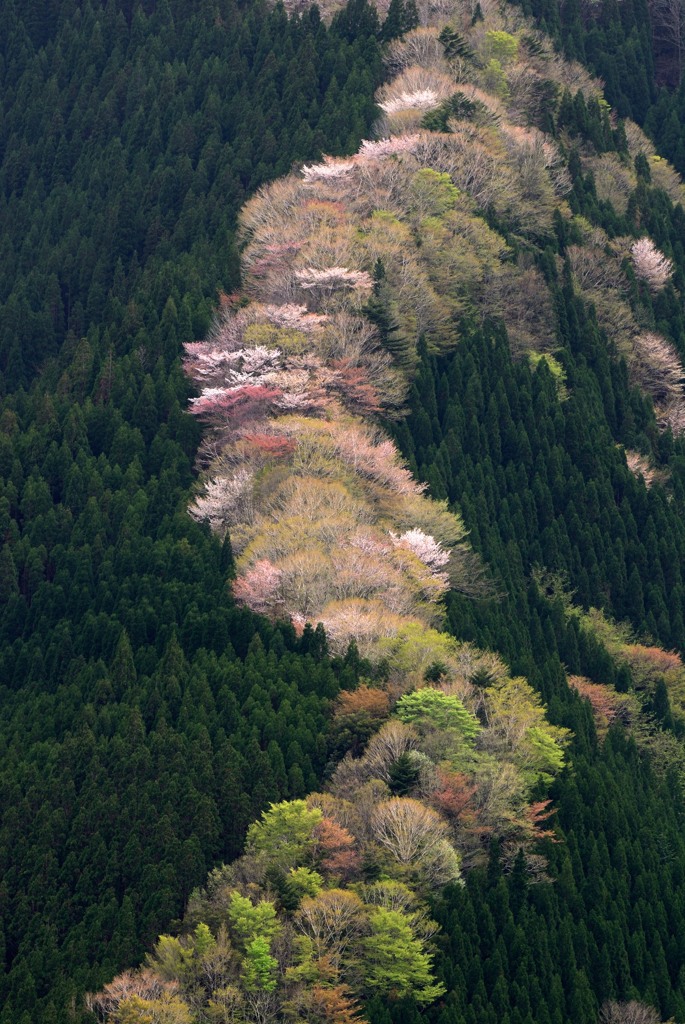 遅い桜