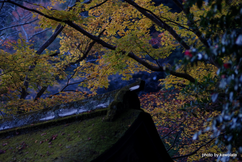 古寺の門