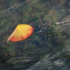 桜の紅葉
