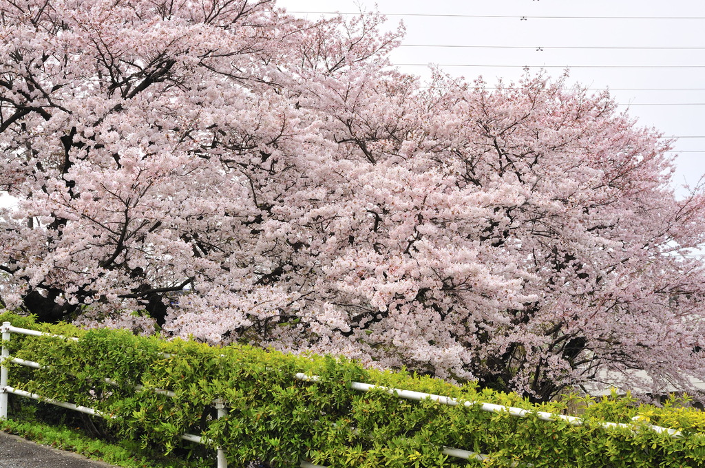 病院の裏に咲く桜