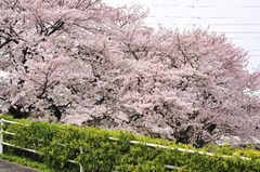病院の裏に咲く桜