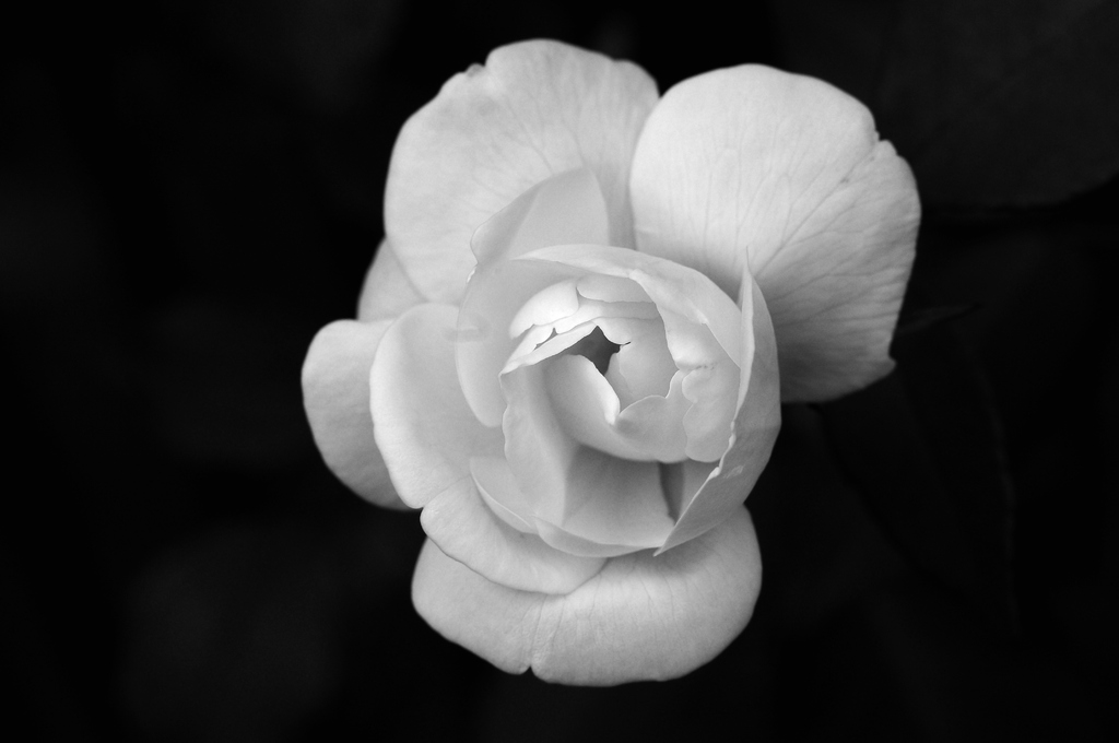 秋薔薇
