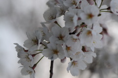 赤羽岩淵_桜2010