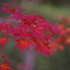 _IGP3568a