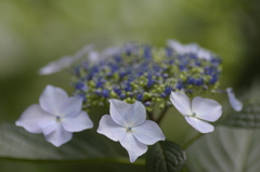 _IGP3262a