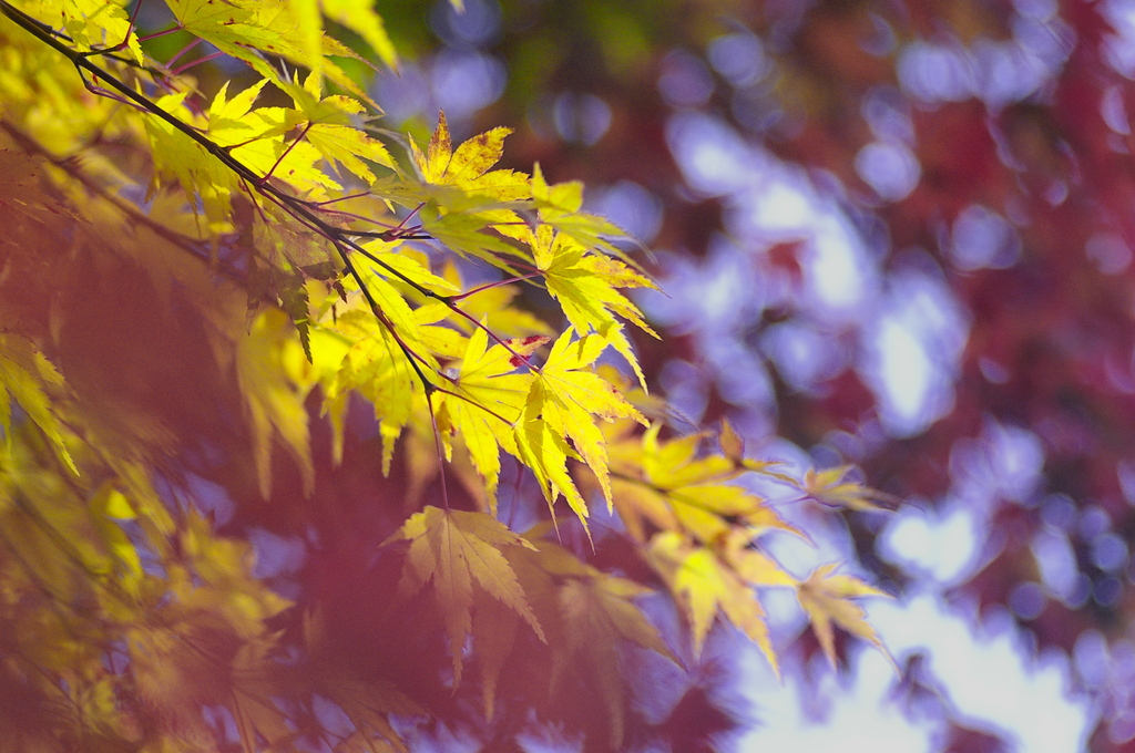_IGP3617a