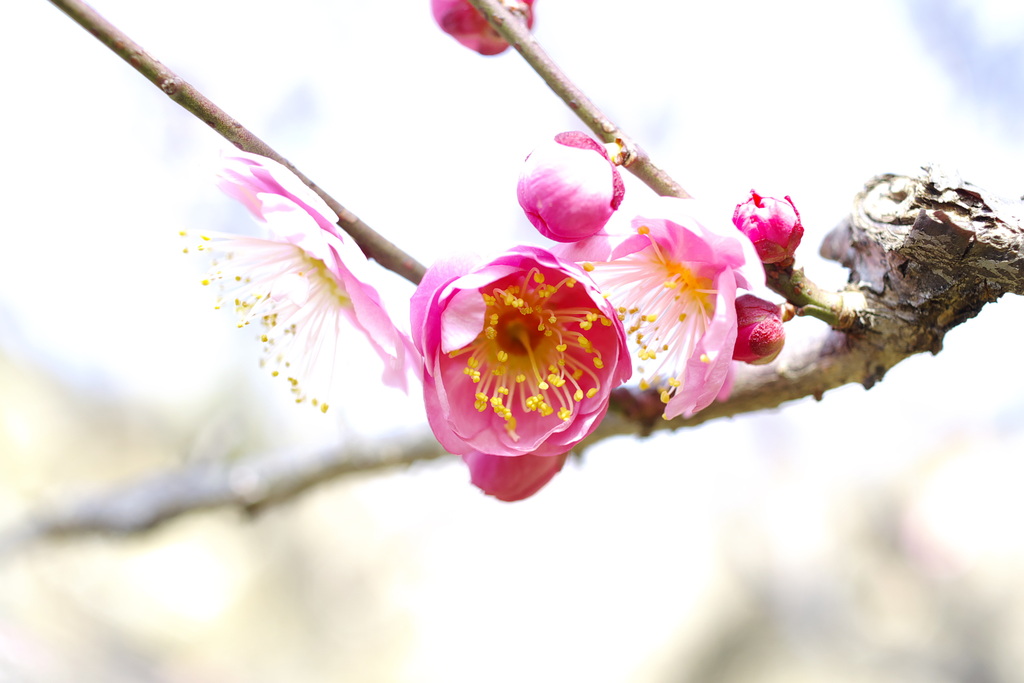 梅
