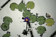 水辺の花