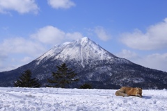 雄阿寒岳とキタキツネ
