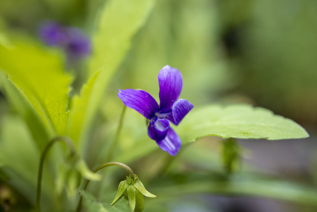 庭の花