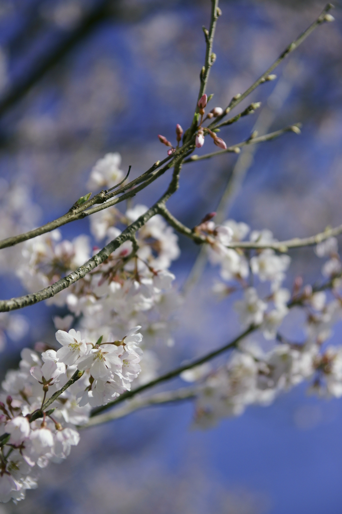 spring pink