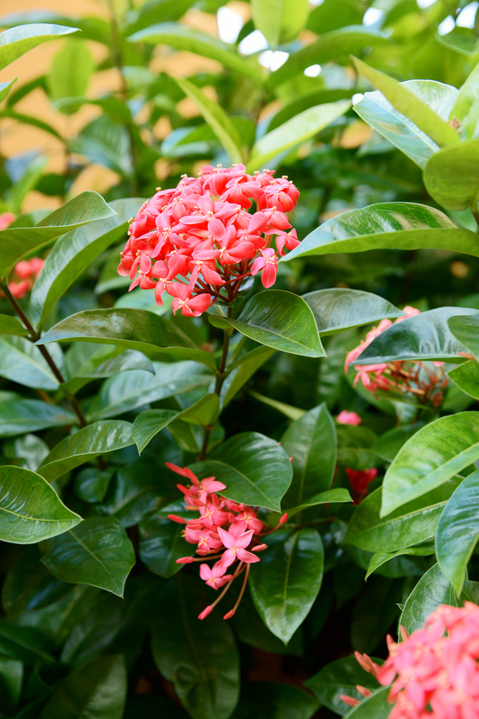 花の名前は