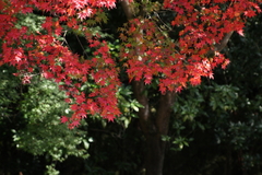 紅葉
