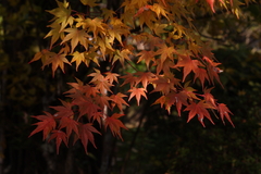 だんだん赤く