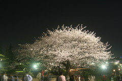 ライトアップされた大きな桜