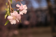 桜