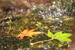 水ともみじ
