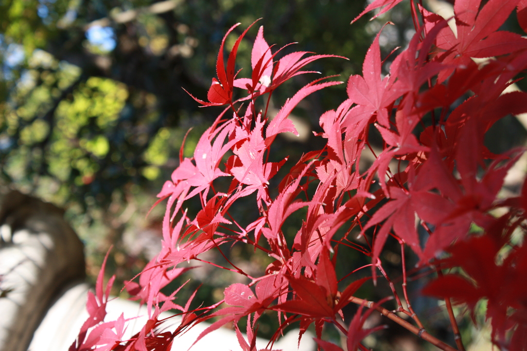 京都１　やっと見つけた赤い紅葉