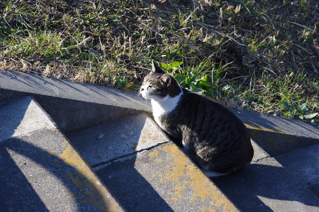 今日もいい天気だnya