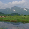 池塘に映る至仏山