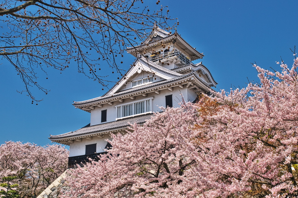 長浜城の桜