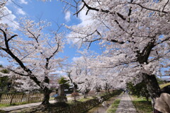 京都哲学の道