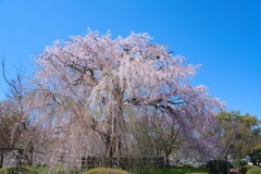 京都円山公園しだれ桜1