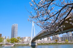 川崎橋の桜