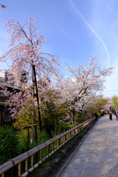白川祇園の桜４