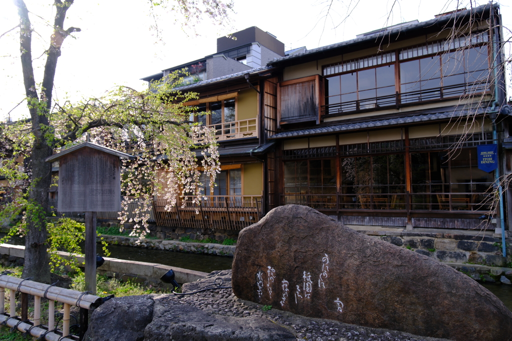 白川祇園の桜５