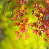 奈良公園秋の風情